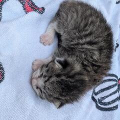 生まれたばかりのキジトラ子猫ちゃんの里親さんを募集しています
