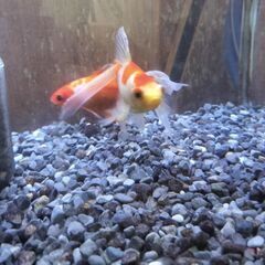金魚２匹+どじょう１匹の画像