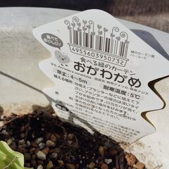 おかわかめの画像