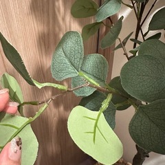 ユーカリ　観葉植物　フェイクグリーン
の画像