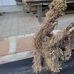 岩松の画像