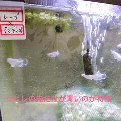 ★残り僅かです【フサヒレ】めだか レーヴ✕グラディオ 若魚 2ペアの画像