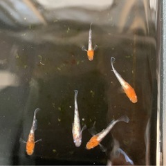 メダカ無人販売 − 岐阜県