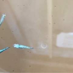 メダカ無人販売 - 地元のお店