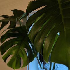 観葉植物園・モンステラ🌿大判根出し二株の画像