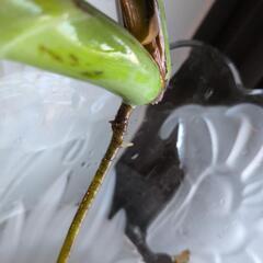 観葉植物園・モンステラ🌿大判根出し二株の画像