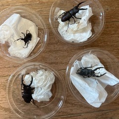 ノコギリクワガタ オス5匹　メス2匹 ヒラタクワガタ付きの画像