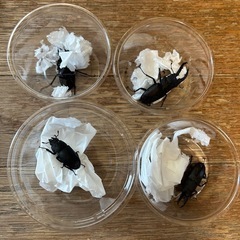 ノコギリクワガタ オス5匹　メス2匹 ヒラタクワガタ付きの画像