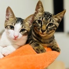 4ヵ月子猫2匹の里親募集【関東全域と静岡市】