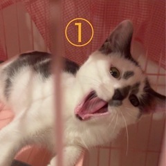 子猫の里親様を探しています