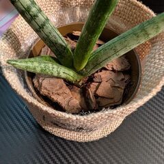 【観葉植物】サンセベリア・ボンセレンシスの画像