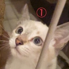 子猫の里親様を探しています