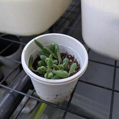 ルビーネックレス(観葉植物)の画像