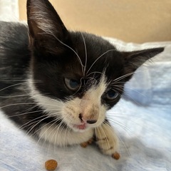 【里親募集※手術予定】きれいなお顔の子猫