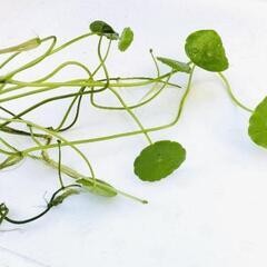 ビオトープ水草　ウォーターマッシュルームの画像