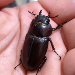 【離島ノコ】オキナワノコギリクワガタ ペア販売 2025の画像