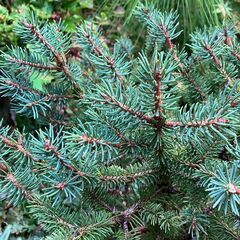 コニファー・ウィルソントウヒ鉢植えの画像