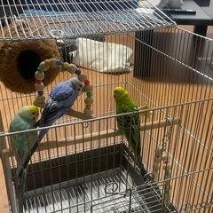 セキセイインコ🦜
