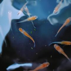メダカ三色ミックスの画像