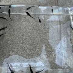 オロチの画像
