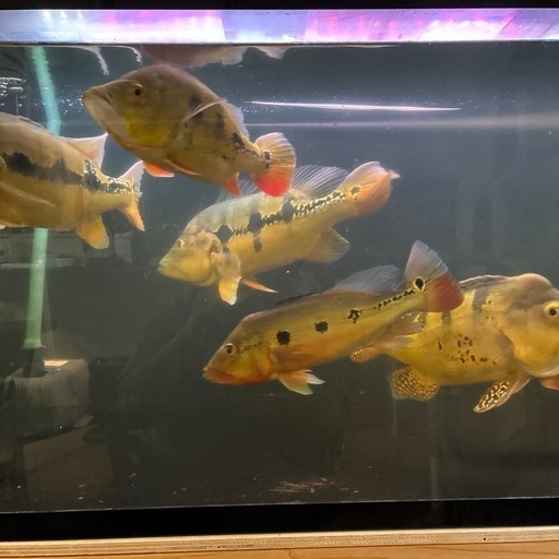 オーバーフロー水槽
