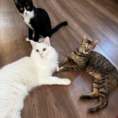 トライアル中　長毛白猫🐱ハル君 - 里親募集