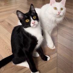トライアル中　長毛白猫🐱ハル君 − 熊本県