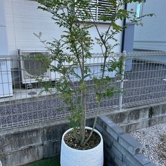 シマトネリコ元気です！の画像