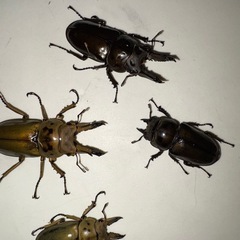 外国産カブト虫クワガタ虫（幼虫あり）の画像