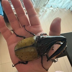 外国産カブト虫クワガタ虫（幼虫あり）の画像
