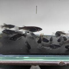 高級 メダカ  ブルーアイ 10匹 青目 黒 ブラック メダカ 改良めだかの画像