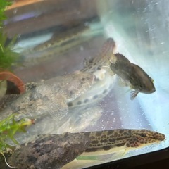 ドジョウ🐟川魚SALEの画像