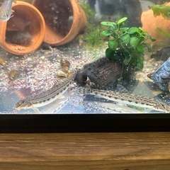 ドジョウ🐟川魚SALEの画像