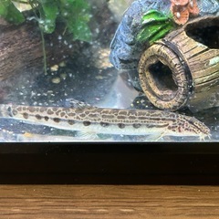 ドジョウ🐟川魚SALEの画像