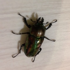 ニジイロクワガタのオスとメスです！の画像