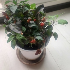 【取引中】
の画像