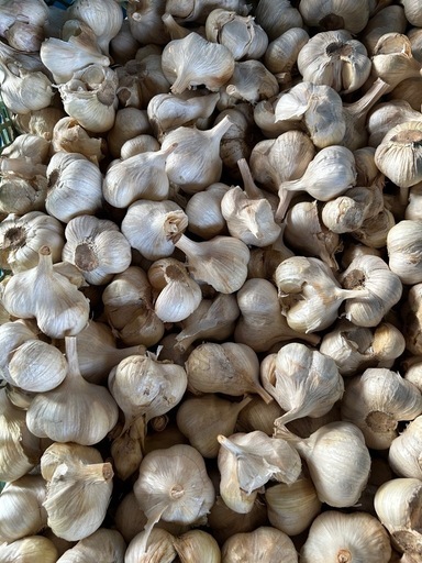 長野県産　加工向け　ホワイト六片ニンニク　訳あり　10キロ　送料無料