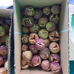 朝採りイチジク　予約販売の画像