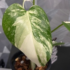 お一人様決定❗️【観葉植物】猫さんモンステラホワイトタイガーの画像