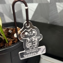 お一人様決定❗️【観葉植物】猫さんモンステラホワイトタイガーの画像