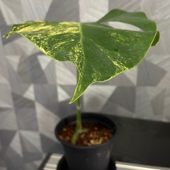 【観葉植物】貴重でレアなモンステラオーレア黄斑　カット苗の画像