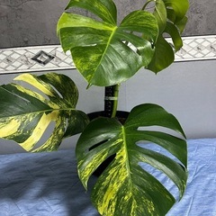 【観葉植物】貴重でレアなモンステラオーレア黄斑　カット苗の画像