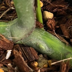 【観葉植物】貴重でレアなモンステラオーレア黄斑　カット苗の画像