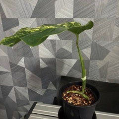 【観葉植物】貴重でレアなモンステラオーレア黄斑　カット苗の画像