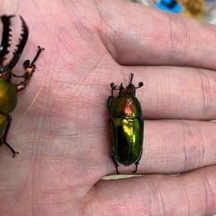パプアキンイロクワガタ　ペア　2025-1の画像