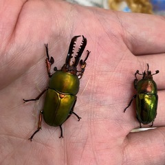 パプアキンイロクワガタ　ペア　2025-1の画像