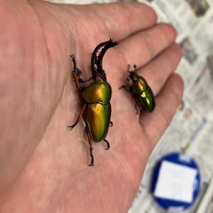 パプアキンイロクワガタ　ペア　2025-1の画像
