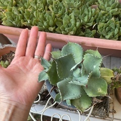 アガベの画像