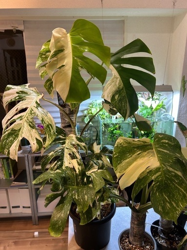 斑入りモンステラ（ボルシギアナ）