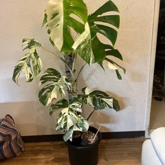 斑入りモンステラ（ボルシギアナ）の画像